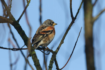 A Brambling, Fringilla montifringilla, perched on a branch of a tree in winter.	