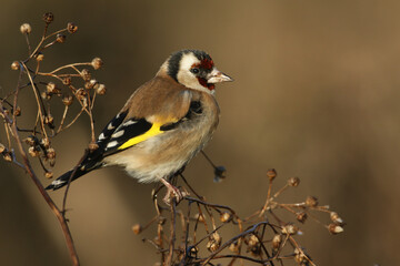 A beautiful Goldfinch, Carduelis carduelis, feeding on the seeds of a wild plant.