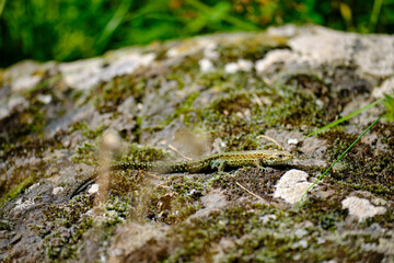 Waldeidechse, Zootoca vivipara, Lacerta vivipara, Bergeidechse, Mooreidechse