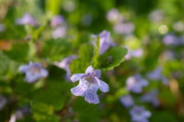 Obraz premium カキドオシ(glechoma hederacea)の花をクローズアップ