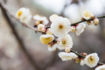 Kyoto, Japan - Feb 25 2018: Prunus mume at Kitano Tenmangu Shrine in Kyoto, Japan. The shrine was built during 947AD by the emperor of the time in honor of Sugawara no Michizane.