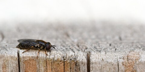 Muchówka z rodzaju bzygów (Syrphidae), zapewne nieżłopek (Pipizella sp.) na pniu drzewa. Jasne tło © Lancan