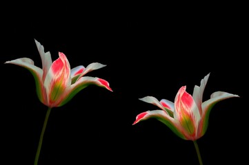 Białozielone tulipany z czerwonym akcentem na czarnym tle