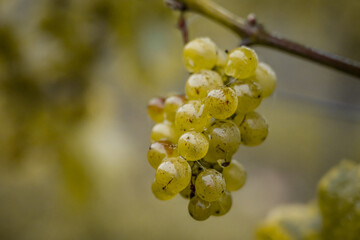 white Wine grapes fall morning mist ready for harvest Region Moselle River Winningen Germany