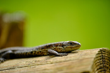 Waldeidechse, Zootoca vivipara, Lacerta vivipara, Bergeidechse, Mooreidechse