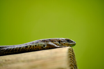 Waldeidechse, Zootoca vivipara, Lacerta vivipara, Bergeidechse, Mooreidechse