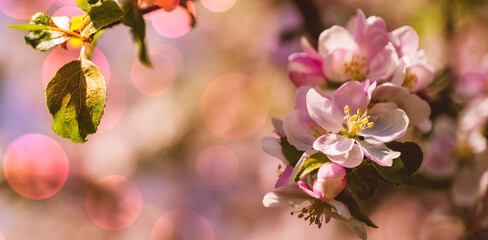 spring background with a blooming fruit tree
