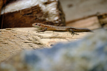 Waldeidechse, Zootoca vivipara, Lacerta vivipara, Bergeidechse, Mooreidechse
