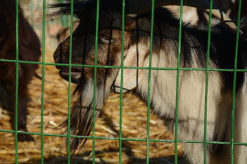 Domestic Goat at children`s petting zoo