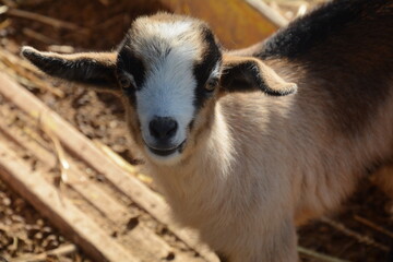 Goat kid in local Zoo. Close up of a goat