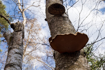 サルノコシカケ（Polyporaceae）が生えた木を見上げた写真