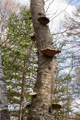 サルノコシカケ（Polyporaceae）が生えた白樺がある林の風景