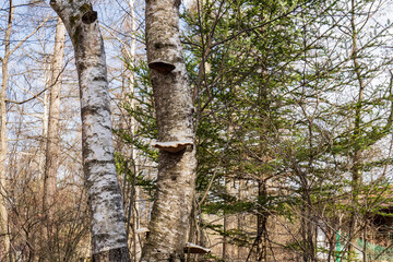 サルノコシカケ（Polyporaceae）が生えた白樺がある林の風景