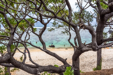 Fototapeta na wymiar Plage de Kélonia à travers les branches d’un veloutier, île de la Réunion 