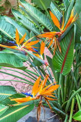 Fototapeta premium oiseau de paradis 