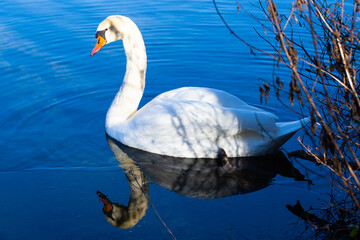 Swan reflected in the water, winter, ice cover