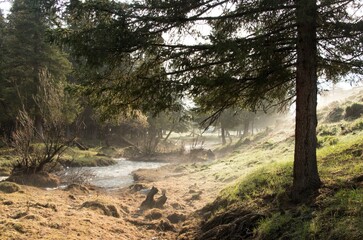 Soft focus.Morning in spring in the forest, soft focus, on the bank of the river among the trees, the sun rises, a light mist over the surface of the earth and water, the tender green of young grass.