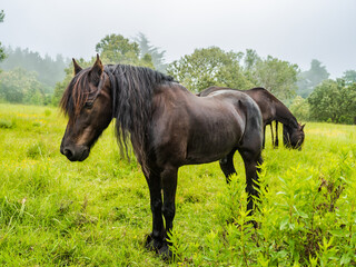 A brown wild horse grazing in the grassland of Eastern Cape South Africa