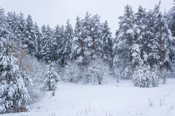 Naklejka premium A walk in the winter forest and trees in white clothes!