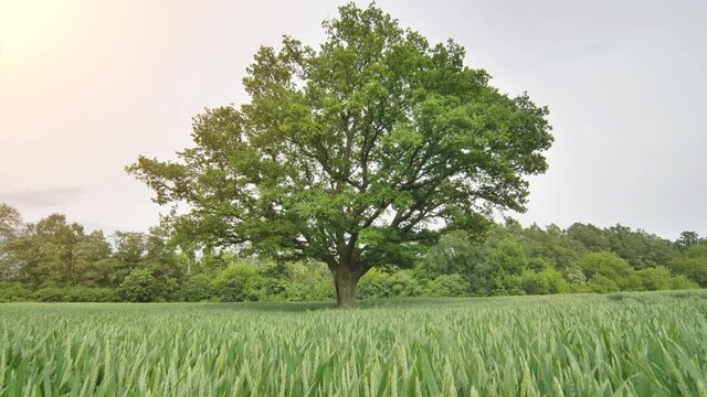 Movement to a lone oak tree among young green wheat.