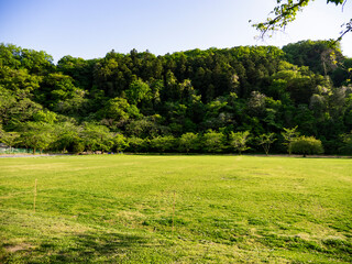 Obraz premium 芝生と小山。郊外風景。