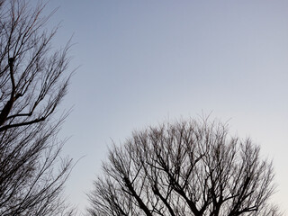 枝のない冬の樹々。日没間近の風景。
