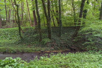 green spring forest with small stream