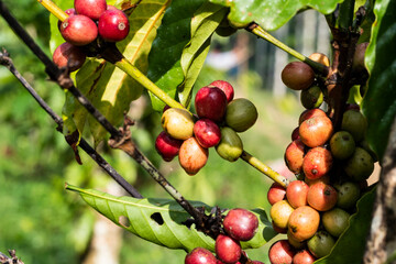 coffee tree at coffee farm