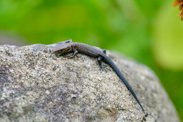 Waldeidechse, Zootoca vivipara, Lacerta vivipara, Bergeidechse, Mooreidechse