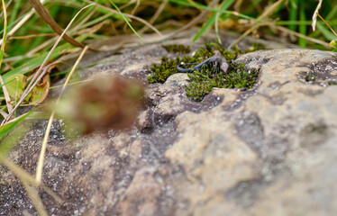 Waldeidechse, Zootoca vivipara, Lacerta vivipara, Bergeidechse, Mooreidechse