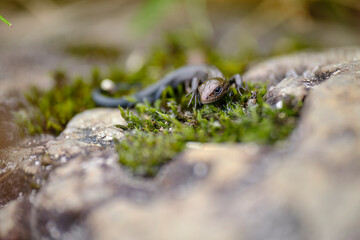 Waldeidechse, Zootoca vivipara, Lacerta vivipara, Bergeidechse, Mooreidechse