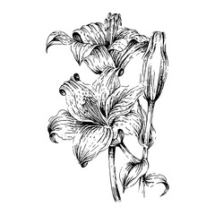 hand drawn lily flower illustration in engraved style, isolated on white background