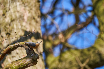 Eurasian nuthatch or wood nuthatch, Sitta europaea