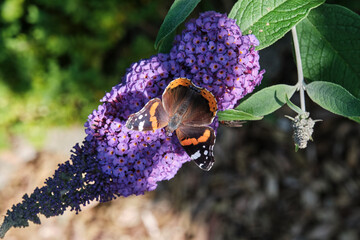 Vanessa atalanta, red admiral, feeding on summer lilac