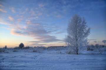 Fototapeta na wymiar Winter landscape with tree and beautiful evening sky