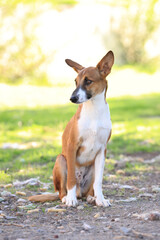 Photography, close-up of a dog