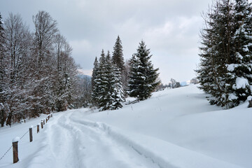 Fototapeta na wymiar Moody landscape with footpath tracks and pine trees covered with fresh fallen snow in winter mountain forest on cold gloomy evening