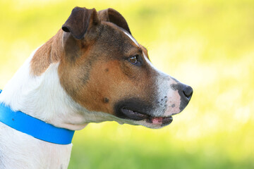 Photography, close-up of a dog