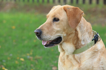 Photography, close-up of a dog