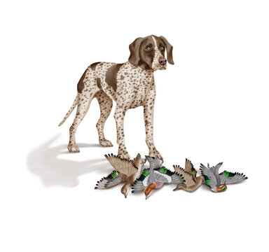 chien, braque, canard, siffleur , sarcelle , allemagne, m&acirc;le, femelle, animal de compagnie, brun, isol&eacute;, mammif&egrave;re, chiot, race, blanc, de race, court, portrait, chasse, chassant, joli, braque de weim