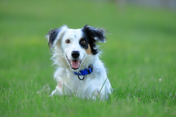 Photography, close-up of a dog