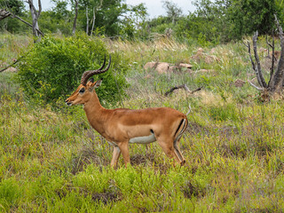Naklejka na ściany i meble Greater Kudu (Tragelaphus strepsiceros) in the veld in Zimbabwe, Africa