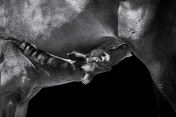 Close-up of a newborn horse foal suckling from mare isolated on black background