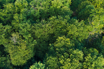 Top down flat aerial view of dark lush forest with green trees canopies in summer