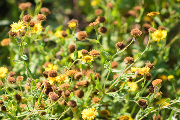 Common fleabane dried flowers closeup view with selective focus on foreground