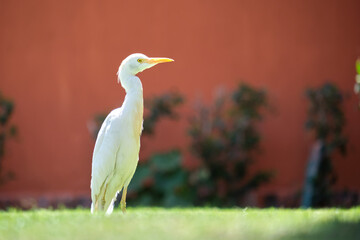 White cattle egret wild bird, also known as Bubulcus ibis, walking on green lawn at hotel yard in summer
