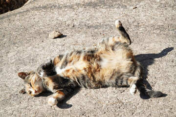 cat on the beach