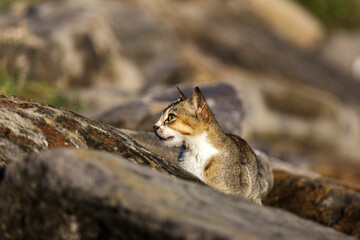 cat on the rocks