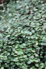 Drahtsträucher