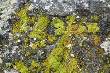 Closeup green Moss Pigweed and Peperomia pellucida on the skin of the tree